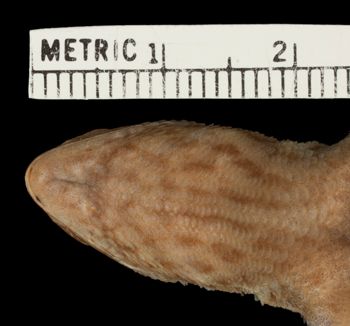 Media type: image;   Herpetology R-25435 Aspect: head ventral